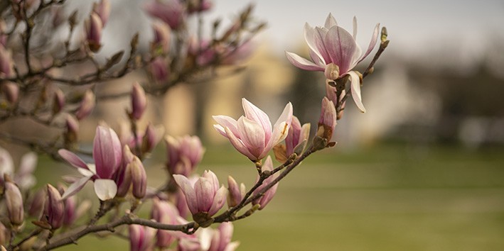 Magnolia efeitos colaterais e onde comprar